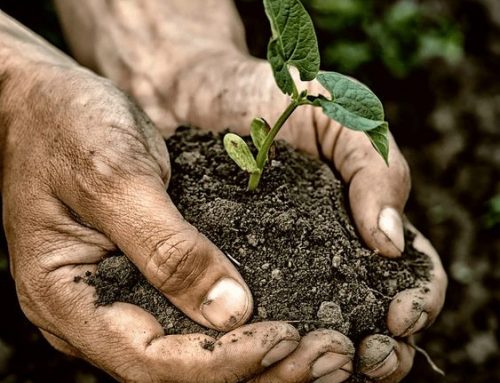 Loop Head and TUS at forefront of agricultural sustainability research: EIP-Agri SCEENE