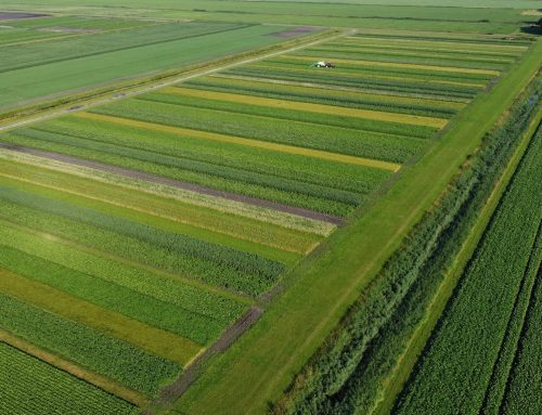 Terugblik veldbijeenkomst strokenteelt in Valthermond
