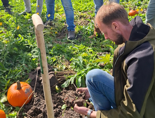 Digging into the Pumpkin Pilot: Valuable Lessons on Living Ground Cover